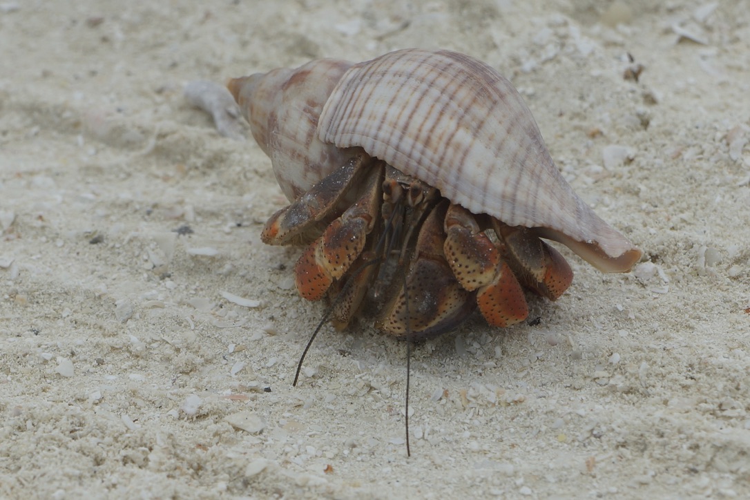 closeup photograph of a hermit crab with a shell about 10cm wide. red legs visible. walking on pale cream coloured sand