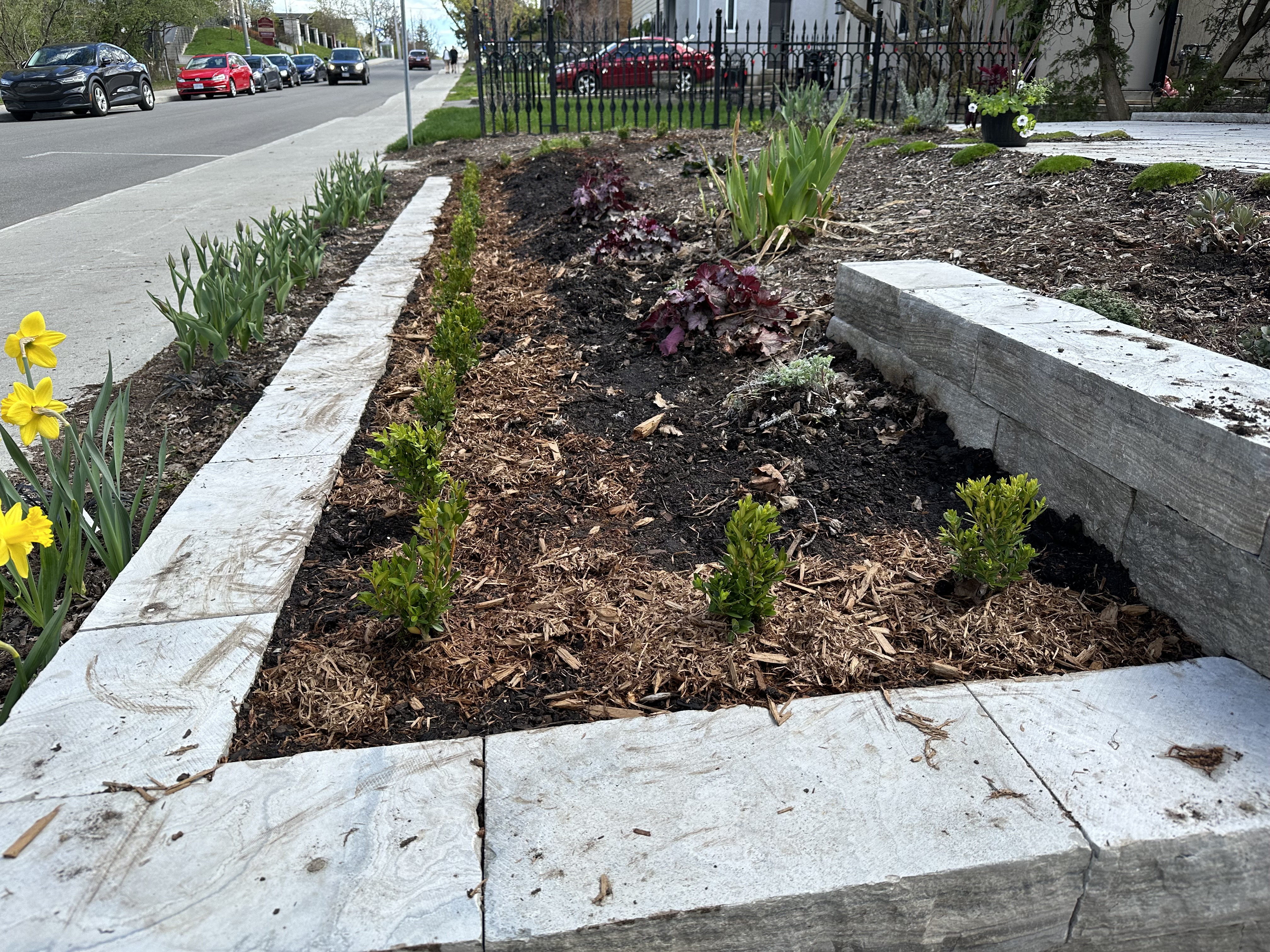 Photo of a garden. Daffodils and a road visible at the left. A low stone wall supports a row of tiny green boxwood plants, 30 in all, regularly spaced parallel to the stone. Other plants with dark and light green foliage visible but it’s clearly early spring.