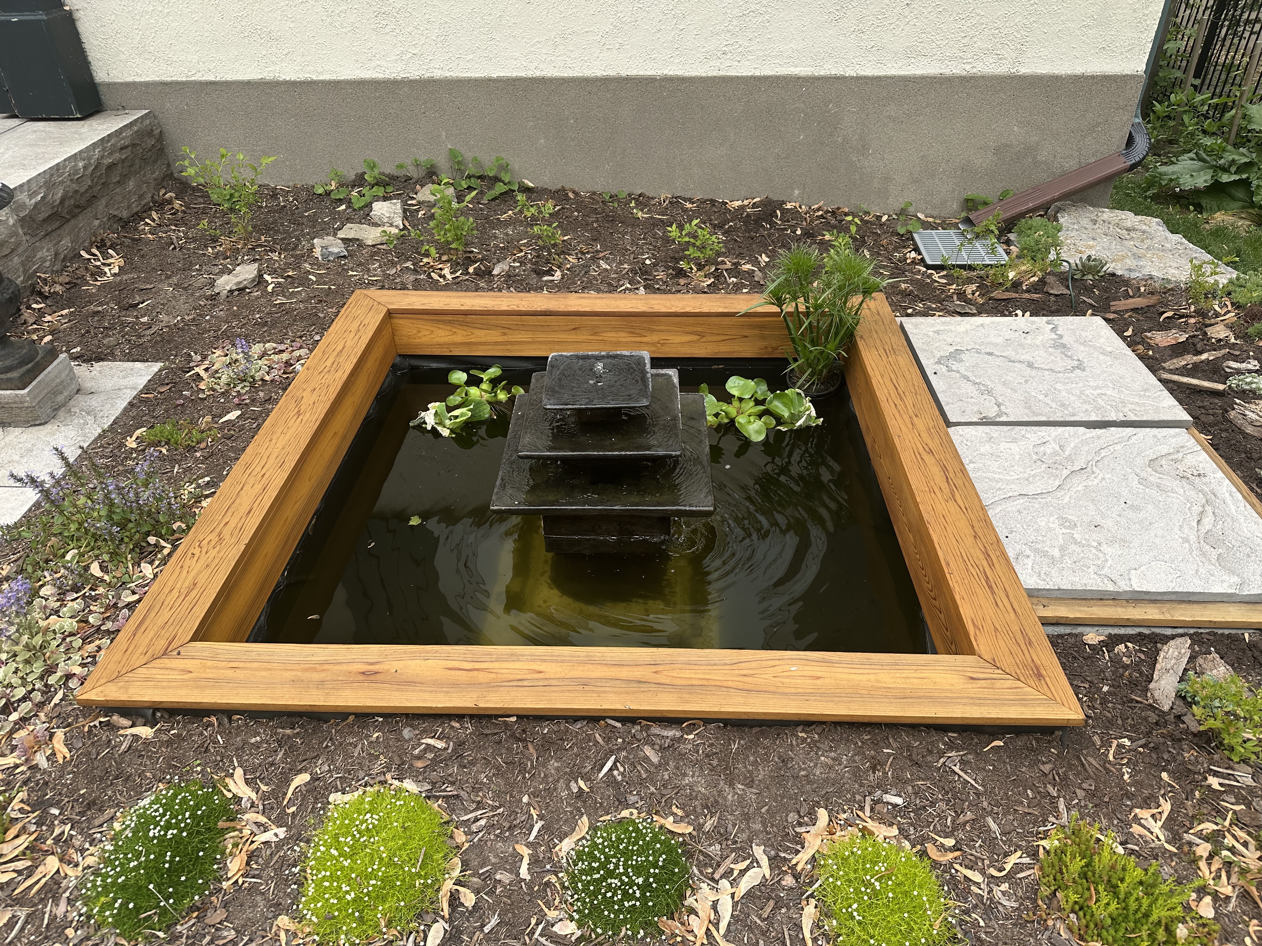 A square pond with a three tiered fountain in the middle is framed in cedar wood. To the right square stones hide the pump and skimmer. Plants including small shrubs and mosses surround the pond. Within there are some floating plants and in the far right corner there’s a small papyrus plant with thick stems and fuzzy tops